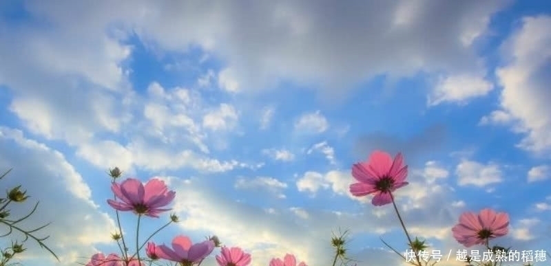 这首诗#王安石这首诗也被严重低估了,句句是经典,最后两句美得令人心醉