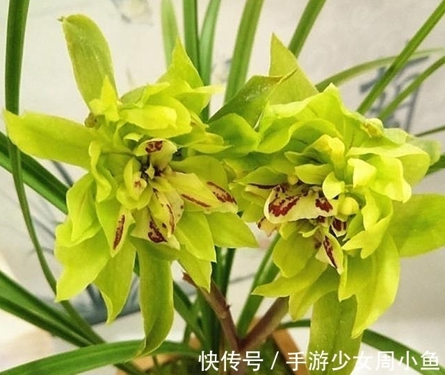 花朵|它被誉为国兰“奇花之首”,花瓣上百片,香味馥郁,简单易活