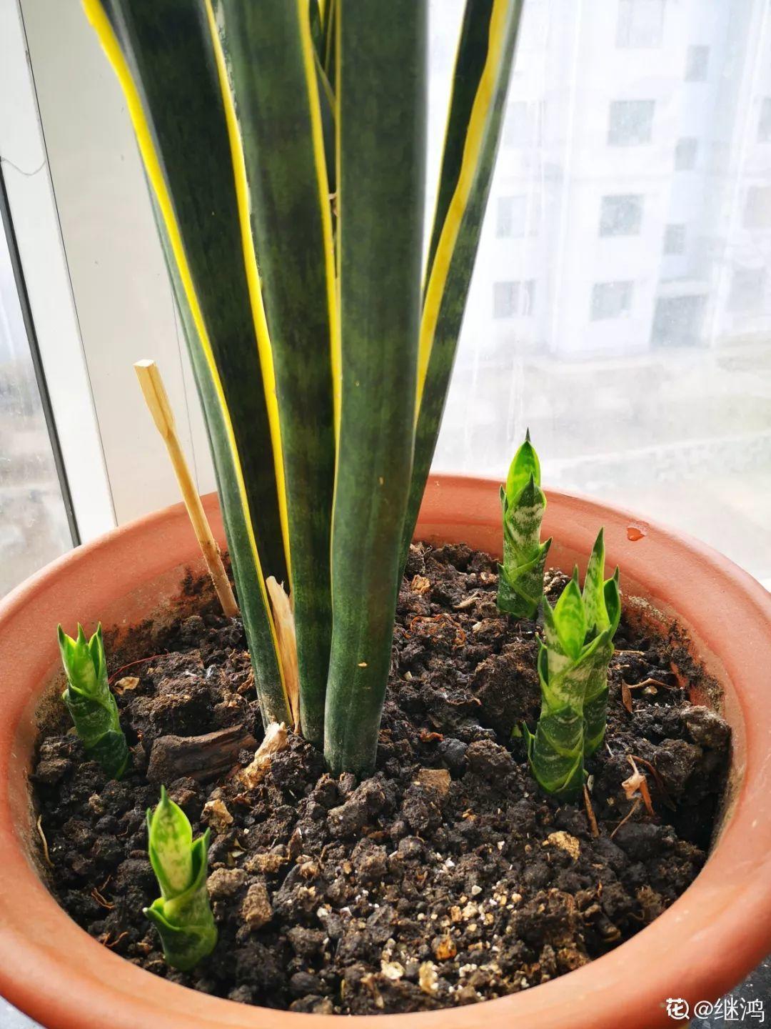 扦插|不用扦插,养花1盆变10盆,把根一掰,成活率翻倍!