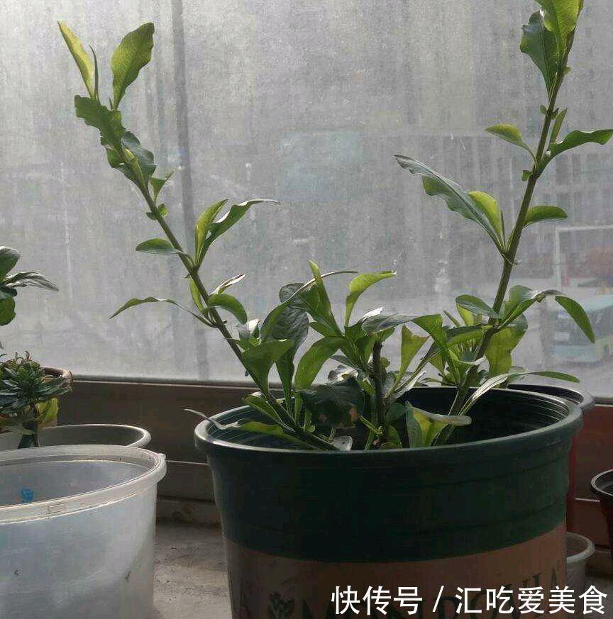 蓝雪花可以在室外过冬吗?做好“两步”,来年春天长势快花开爆