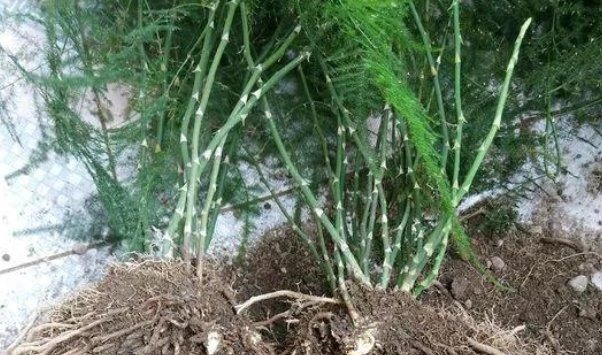 换盆时机到了,家中有此6种花的,再慢一步植物都会“活不长”