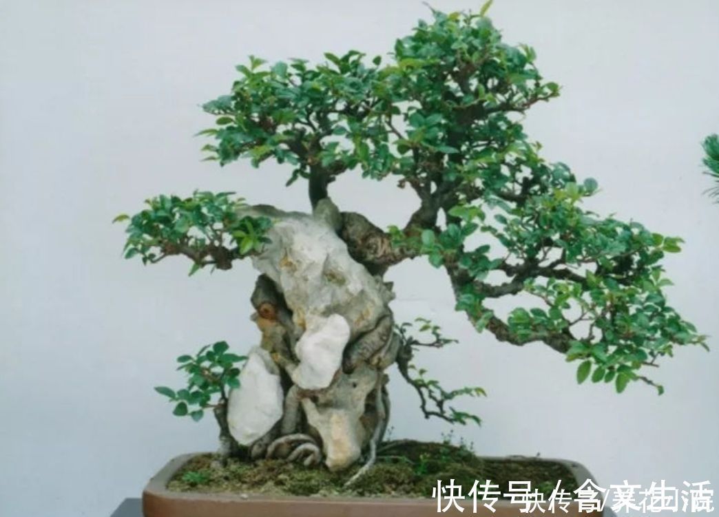 苍劲|盆景不用买,5种常见的树,做成盆景漂亮又美观