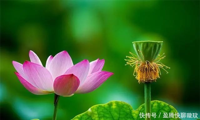 生活|大彻大悟的佛家禅语,人生哲理!