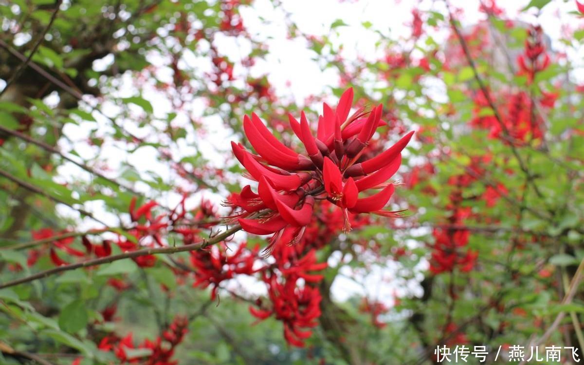 城区|沐川县城区：龙牙花开红似火