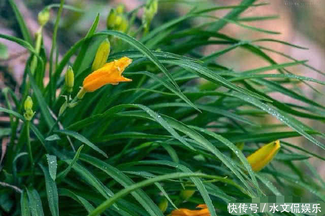 营养学报|常吃以下几种野菜,能美白肌肤、抗衰老,值得分享给家人