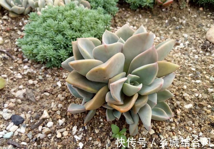 刚买来的多肉太瘦,告诉你这样栽变胖一倍