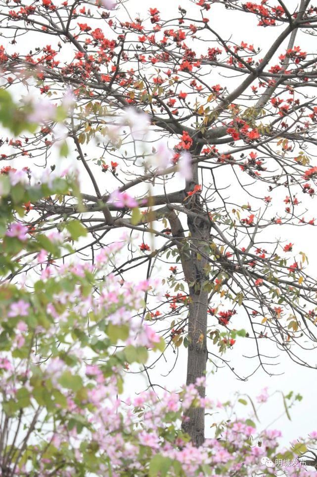 花开好了！来高明，等你～