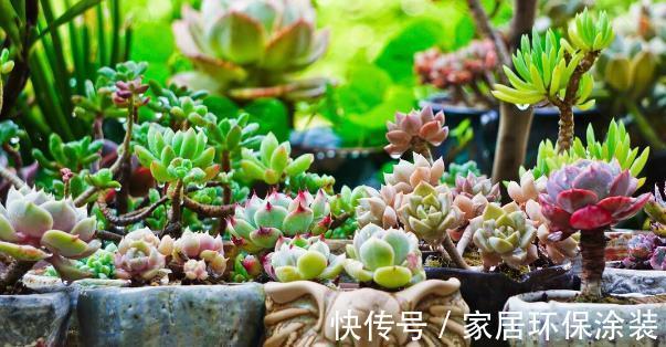 多肉植物|想让多肉植物快速变成“肉丸子”，记住一句口诀就可以，抓紧时间