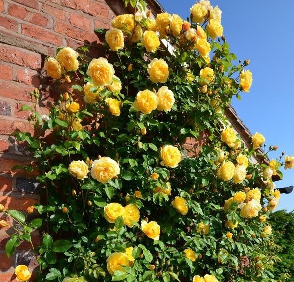 分枝|月季寿命有多少年养的时间越久长的越差，开花又少又小怎么办