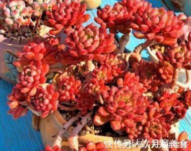 红宝石|美美的多肉红宝石,颜色鲜红长成手捧花,原来是这样养出来的
