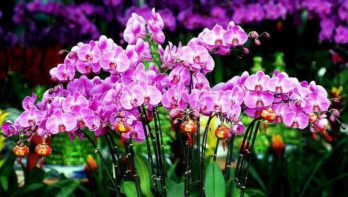 年宵花蝴蝶兰到手后怎么养?做好这6点,赏花无忧