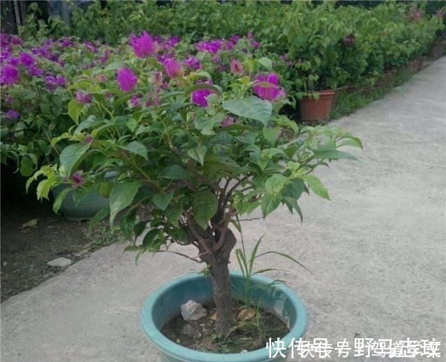 淘米水|什么啤酒、淘米水,在“它”面前弱爆了!用它浇花,浇什么活什么!