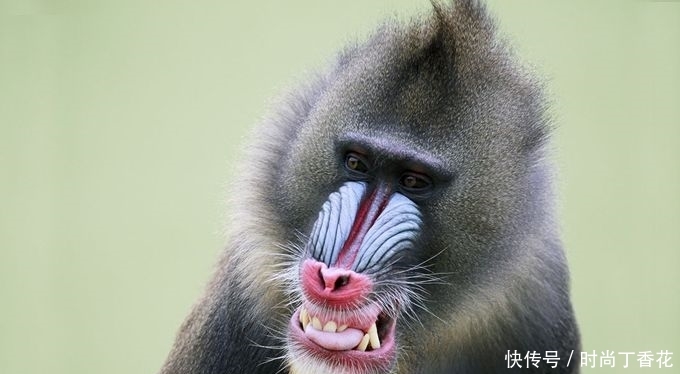 山魈(mandrillus sphinx,1758年发现),又叫鬼狒狒,花脸猴,鬼脸猴,属于