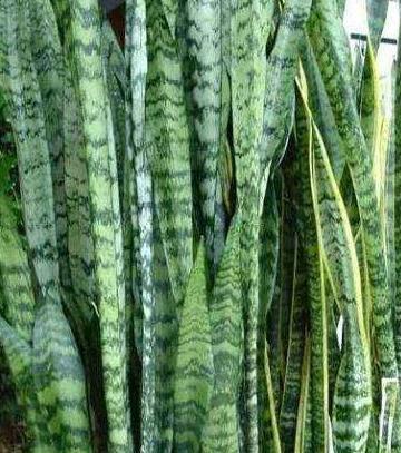 虎皮兰这样养,再也不烂根了,小芽还蹭蹭往外冒