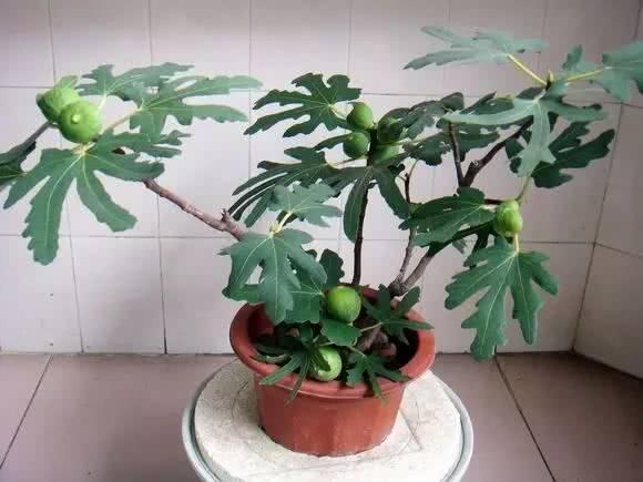 一个枝条插花盆，10天生根，当年结果50颗，超市30块钱一斤