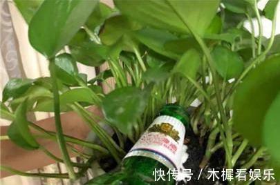 浇花|用啤酒浇花快停下，做错这一步，浇一盆死一盆！