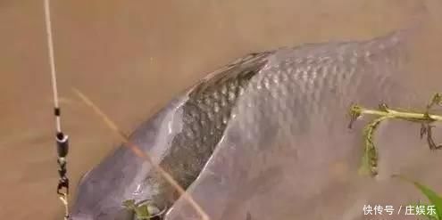 钓友|鲤鱼太狡猾不咬钩下次记得用上这招,它再狡猾也会忍不住咬钩