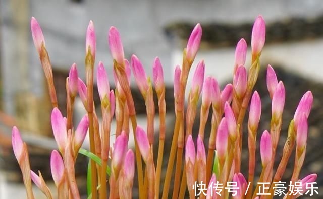 淋淋雨|7种花夏天爱淋雨，越淋长得越欢，多淋几次，肥料都省了