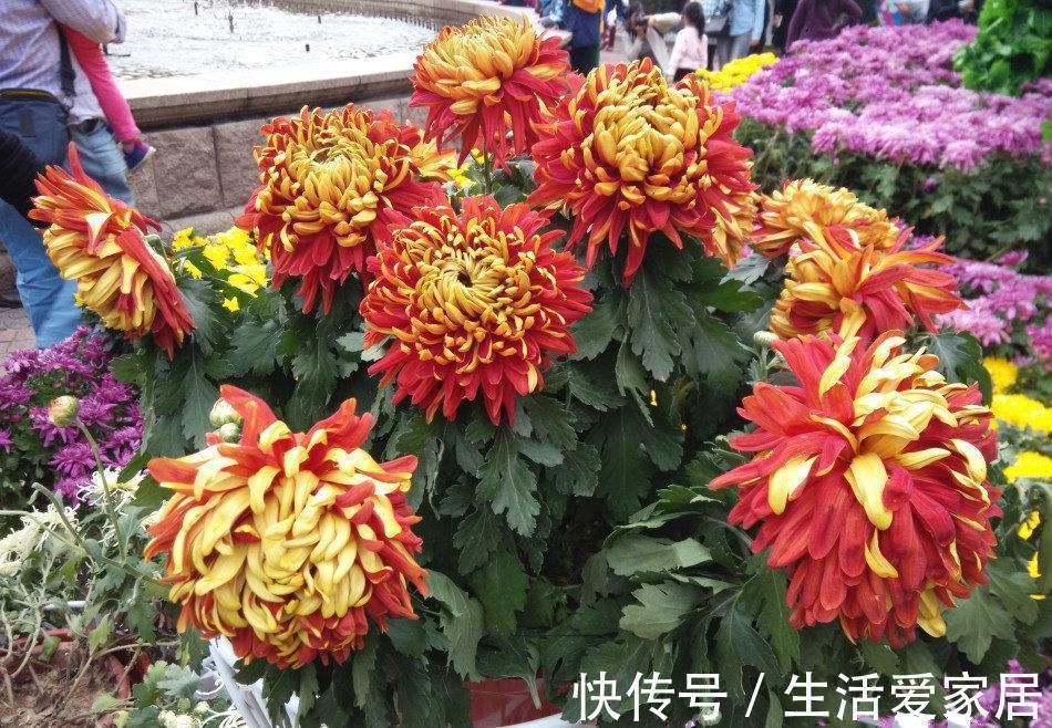 养花试试这几款,着花分外多,一次着花上百朵,种起来很轻易