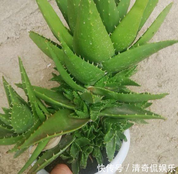 侧芽|养芦荟，“脾气”爆，一言不合爆满小崽，砍掉小芽变“大树”