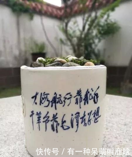 邻居捡破烂养花,全家都反对,栽上花后都笑了!