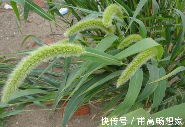 狗尾巴草|农民最恨的“狗尾草”,竟是珍贵的中药,了解下好处多多