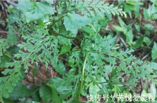 野草|农村一种不起眼的野草，药用价值高，是万能解毒药，遇见请珍惜