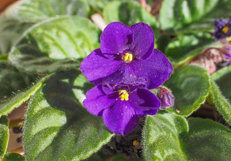 紫色系花草有哪些?这6种漂亮优雅的小紫花,你见过几个