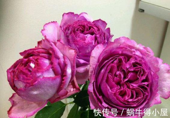 白天鹅|农历7月12日开始，养花养个耐看的，花开爆盆美如花，年年开爆盆