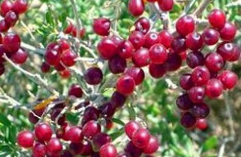 补血|对身体最好的3种食物,值得天天吃一些,延缓衰老,美容养颜!