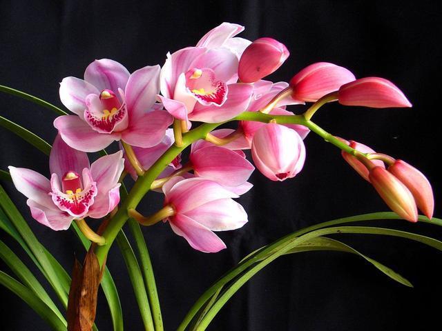 兰花浇水有“3看”，一个不小心，叶子全黄啦。