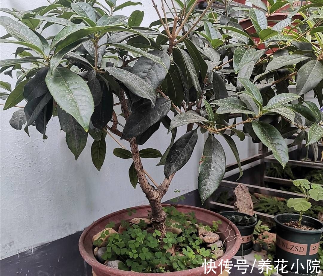 花芽|桂花长花苞期，给它补上1种肥，开花早香味浓