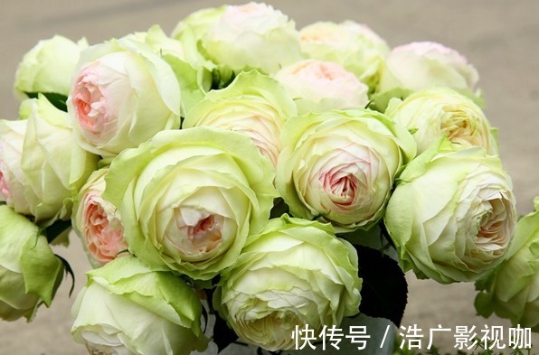 福尔摩斯|“珍稀玫瑰”幻彩，淡淡的茶香味，花色艳丽，可以说是养花必备