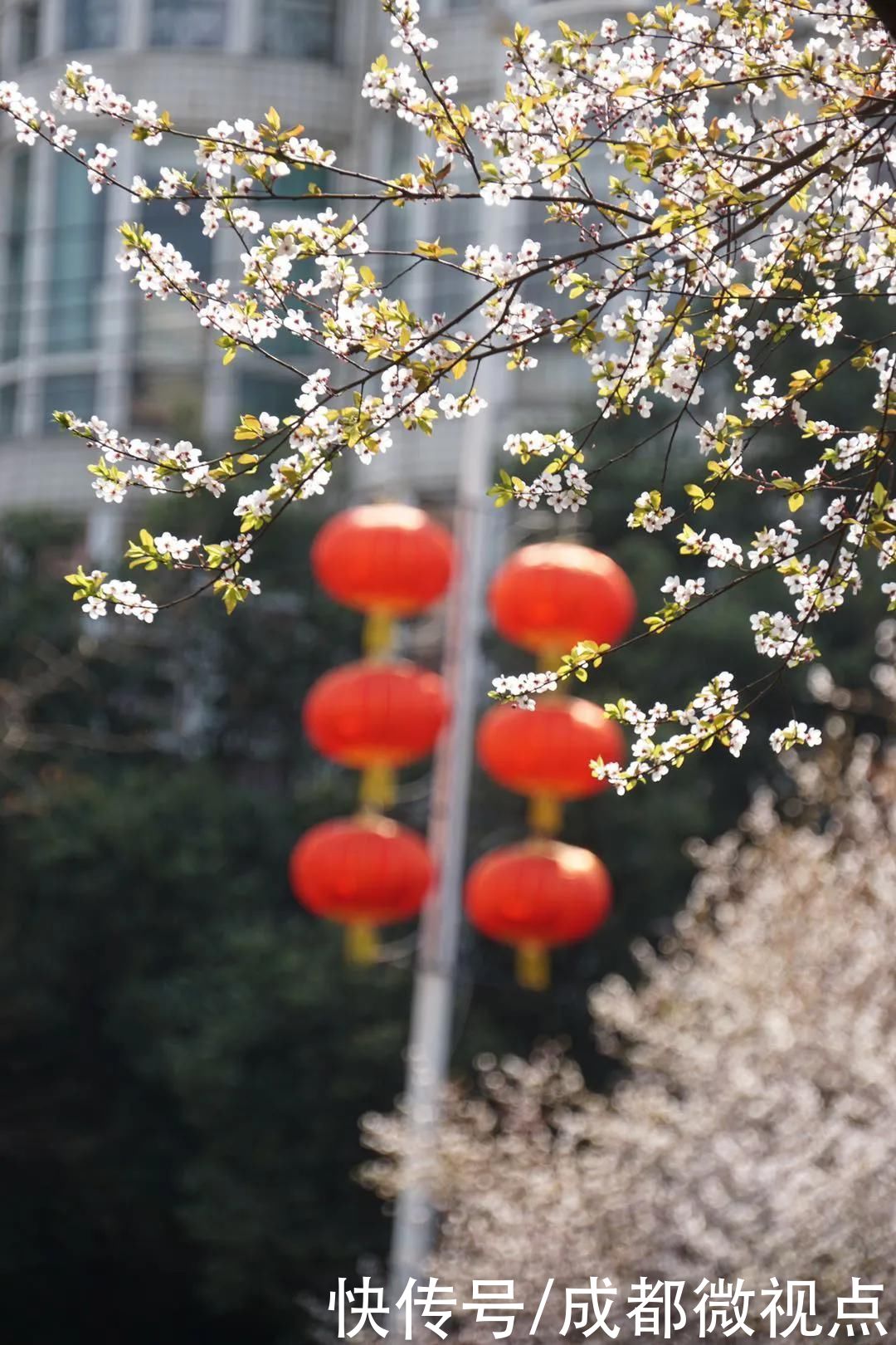 老年|双流这些“网红公路”火遍朋友圈！随手一拍就是大片