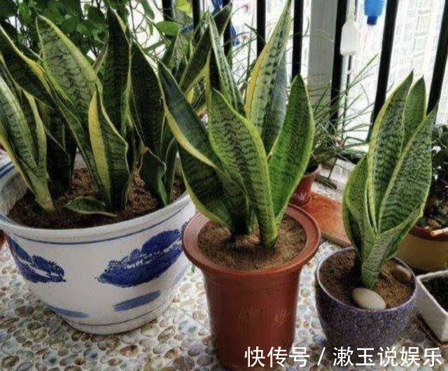 根系|春天虎皮兰不见长用上“1招”，根系窜满盆，2年长到1米高！