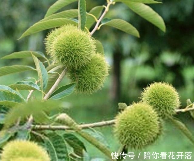 酸筒杆|小时候常吃的野果,吃起来酸酸甜甜,上学回家的路边都会有