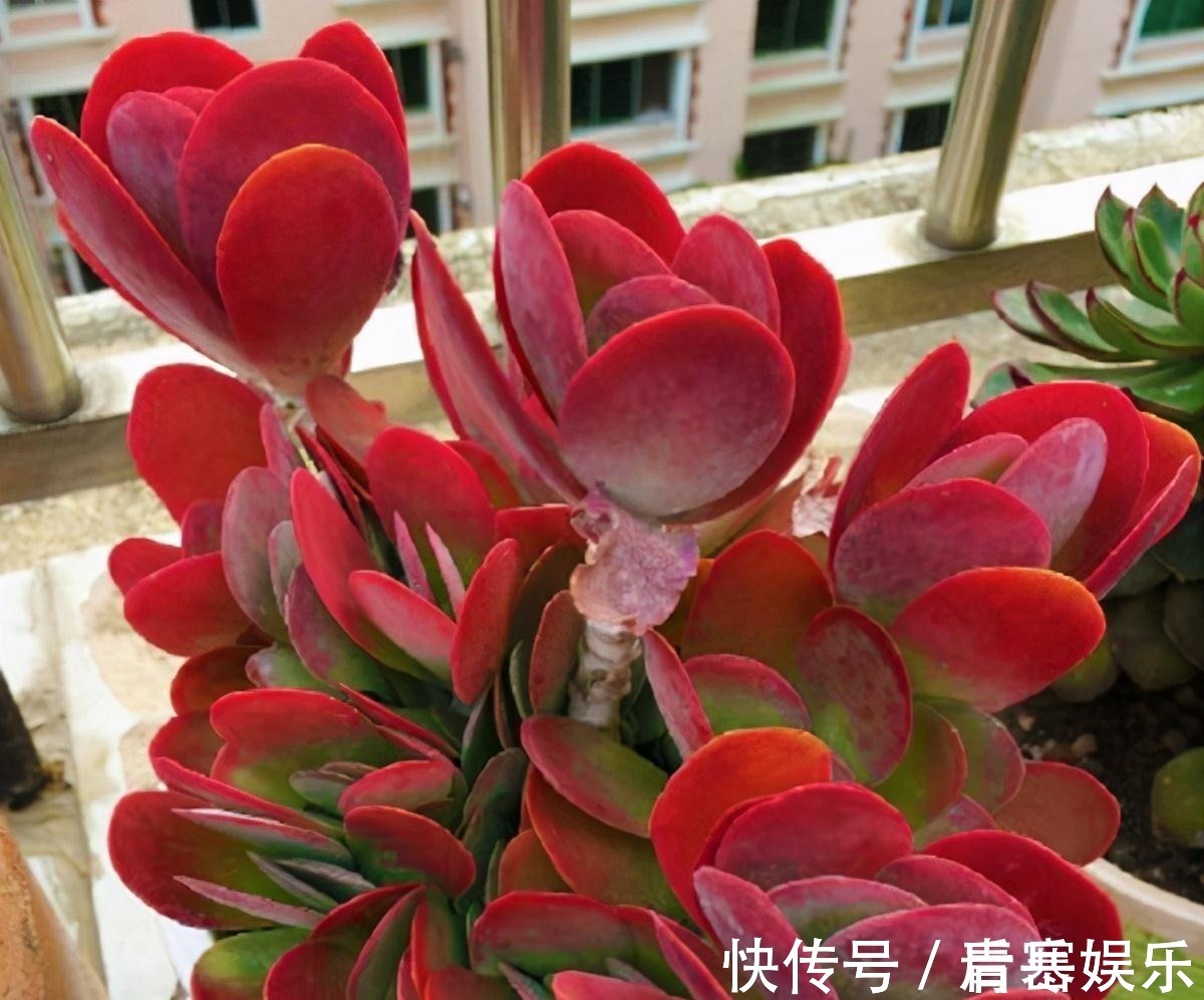 品种|张大哥养肉10多年,总结出4个“耐热品种”,肉迷都喜欢