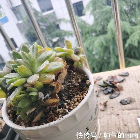 引发多肉黑腐!主要有4个因素造成,适当避开,多肉安全度夏