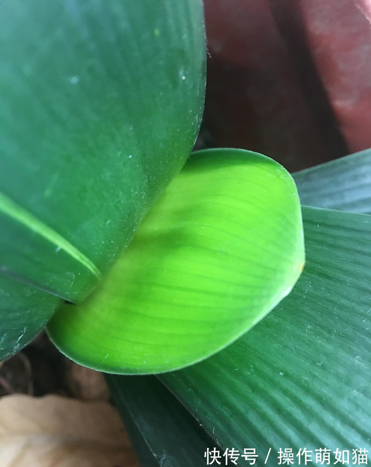 养君子兰,用2个方法,让它的叶片更油绿完美、开出惊艳的花球