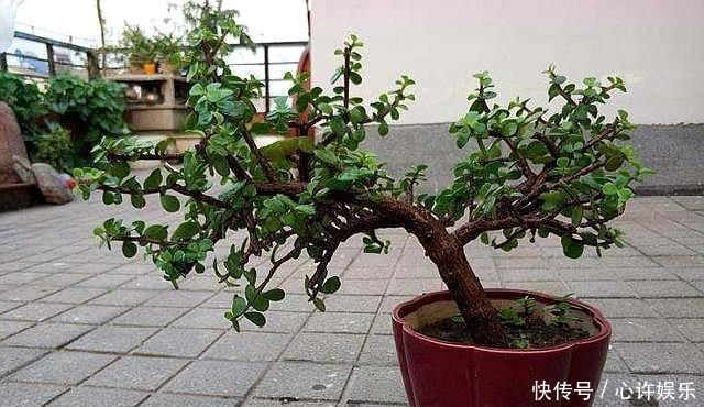 快速|想养盆景就选“它”,一根“小枝条”,变成大“盆景”,只需一年