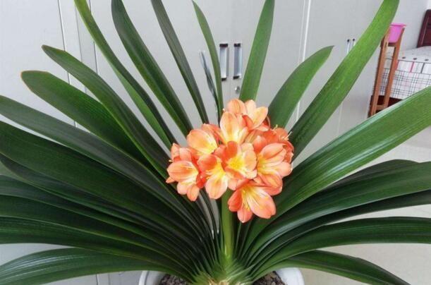 家家都有的一种“液体”，君子兰吃“1勺”，疯长如白菜，花还多