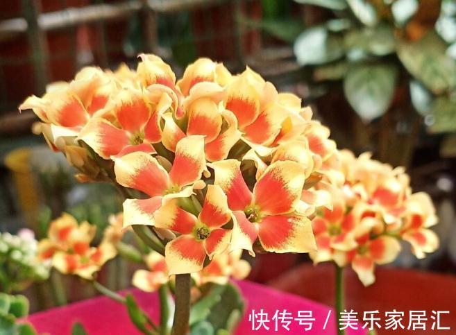 长寿花有“4喜”，顺着喜好养，花开一大盆，真漂亮