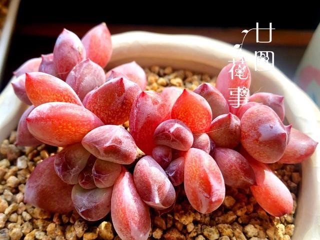 做好|多肉植物不上色,是方法没用对,5个条件做好了,鲜艳肥美状态足