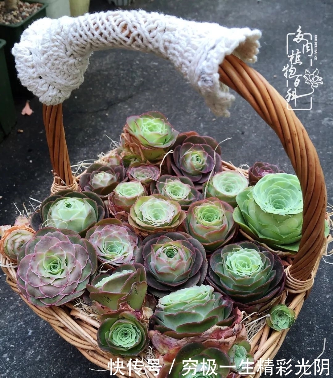 山地玫瑰的那些事儿关于养护过程中遇到的灵魂18问