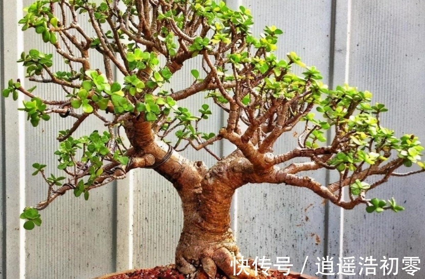 老桩|养金枝玉叶,按“这”方法盆栽,枝叶长得旺,极具观赏价值