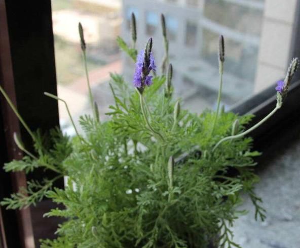 蚊香不能常用,养上此3种植物,蚊子再多,也能睡个安稳觉