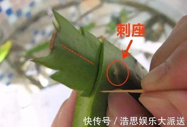 仙人掌|怎么知道仙人掌嫁接的蟹爪兰已经存活嫁接蟹爪兰提高成活有绝招
