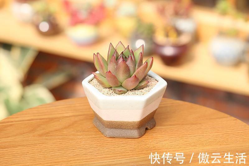 改善|多肉叶片发软,多是这4个原因在搞鬼,这么改善让叶子坚挺有光泽