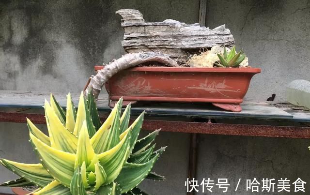 10年芦荟老桩，做成盆景超级好看，观赏价值特别高