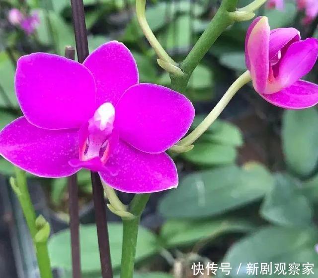 今年最火网红花,一次能开4个月,枝条挂满花蝴蝶!